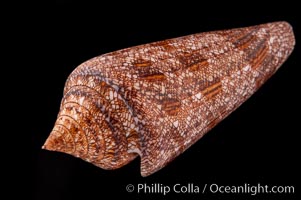 Glory of the Sea cone shell, brown form.  The Glory of the Sea cone shell, once one of the rarest and most sought after of all seashells, remains the most famous and one of the most desireable shells for modern collectors, Conus gloriamaris