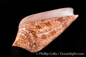 Glory of the Sea cone shell, brown form.  The Glory of the Sea cone shell, once one of the rarest and most sought after of all seashells, remains the most famous and one of the most desireable shells for modern collectors, Conus gloriamaris