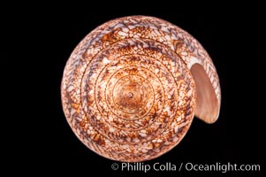 Glory of the Sea cone shell, brown form.  The Glory of the Sea cone shell, once one of the rarest and most sought after of all seashells, remains the most famous and one of the most desireable shells for modern collectors, Conus gloriamaris