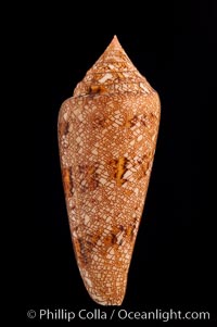 Glory of the Sea cone shell, gold form.  The Glory of the Sea cone shell, once one of the rarest and most sought after of all seashells, remains the most famous and one of the most desireable shells for modern collectors, Conus gloriamaris