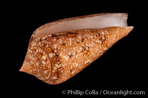 Glory of the Sea cone shell, gold form.  The Glory of the Sea cone shell, once one of the rarest and most sought after of all seashells, remains the most famous and one of the most desireable shells for modern collectors, Conus gloriamaris