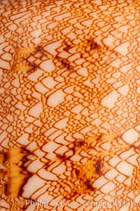 Detail showing tenting pattern, Glory of the Sea cone shell, gold form.  The Glory of the Sea cone shell, once one of the rarest and most sought after of all seashells, remains the most famous and one of the most desireable shells for modern collectors, Conus gloriamaris