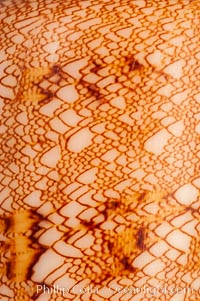 Detail showing tenting pattern, Glory of the Sea cone shell, gold form.  The Glory of the Sea cone shell, once one of the rarest and most sought after of all seashells, remains the most famous and one of the most desireable shells for modern collectors, Conus gloriamaris