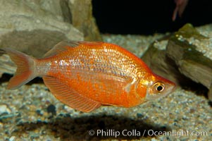 Red rainbowfish, Glossolepis incisus