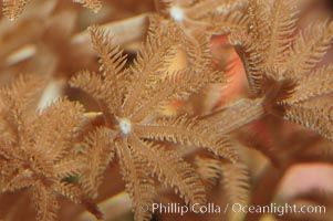 Glove xenia, Xenia umbellata