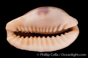 Gnawed Cowrie, Cypraea erosa chlorizans