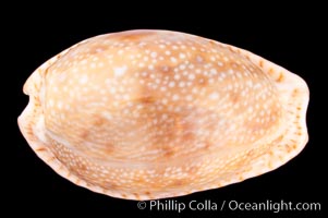 Gnawed Cowrie, Cypraea erosa chlorizans purissima