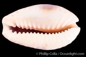 Gnawed Cowrie, Cypraea erosa chlorizans purissima