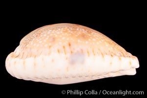 Gnawed Cowrie, Cypraea erosa chlorizans purissima