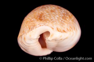 Gnawed Cowrie, Cypraea erosa chlorizans purissima