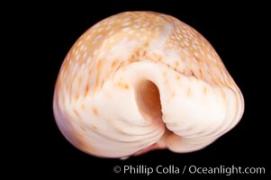 Gnawed Cowrie, Cypraea erosa chlorizans purissima