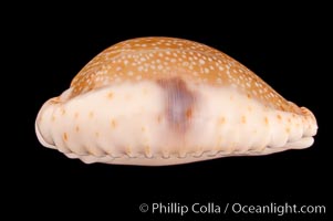 Gnawed Cowrie, Cypraea erosa