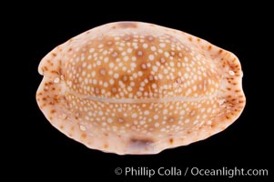 Gnawed Cowrie, Cypraea erosa chlorizans lactescens