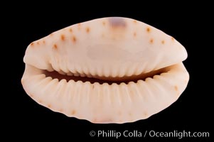 Gnawed Cowrie, Cypraea erosa chlorizans lactescens