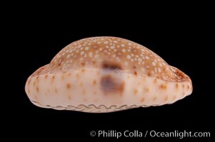 Gnawed Cowrie, Cypraea erosa chlorizans lactescens