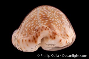 Gnawed Cowrie, Cypraea erosa chlorizans lactescens