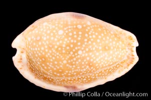 Gnawed Cowrie, Cypraea erosa