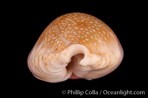 Gnawed Cowrie, Cypraea erosa