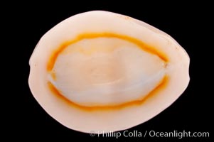 Gold-ring Cowrie, Cypraea annulus