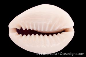 Gold-ring Cowrie, Cypraea annulus