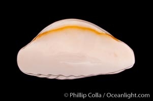 Image 08468, Gold-ring Cowrie., Cypraea annulus, Phillip Colla, all rights reserved worldwide. Keywords: cowries, cypraea annulus, gold-ring cowrie, shells.