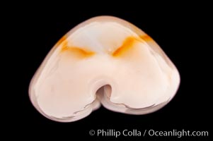 Gold-ring Cowrie., Cypraea annulus, natural history stock photograph, photo id 08469