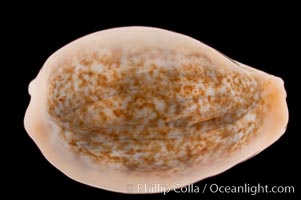 Golden-Bellied Egg Cowrie, Cypraea ovum chrysostoma