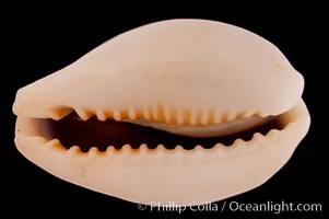 Golden-Bellied Egg Cowrie, Cypraea ovum chrysostoma