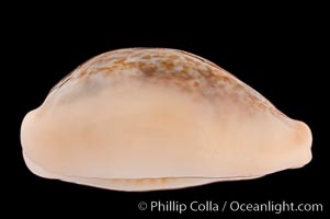 Golden-Bellied Egg Cowrie, Cypraea ovum chrysostoma