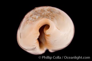 Golden-Bellied Egg Cowrie, Cypraea ovum chrysostoma