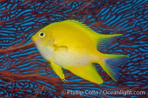 Golden Damselfish and Red Gorgonian Sea Fan, Fiji, Amblyglyphidodon aureus, Gorgonacea, Makogai Island, Lomaiviti Archipelago