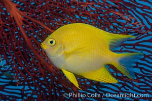 Golden Damselfish and Red Gorgonian Sea Fan, Fiji, Amblyglyphidodon aureus, Gorgonacea, Plexauridae, Makogai Island, Lomaiviti Archipelago