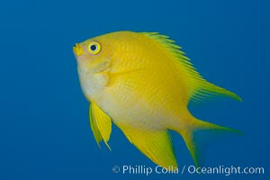 Golden Damselfish, Fiji, Amblyglyphidodon aureus, Makogai Island, Lomaiviti Archipelago