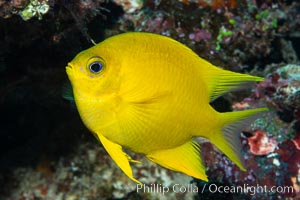 Golden Damselfish, Fiji