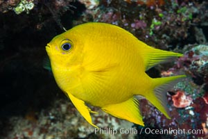 Golden Damselfish, Fiji, Amblyglyphidodon aureus, Namena Marine Reserve, Namena Island