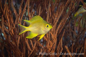 Golden Damselfish, Fiji, Amblyglyphidodon aureus