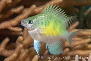 Golden Damselfish, Fiji, Amblyglyphidodon aureus