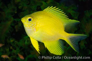 Golden Damselfish, Fiji, Amblyglyphidodon aureus