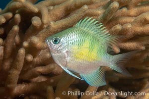 Golden Damselfish, Fiji, Amblyglyphidodon aureus