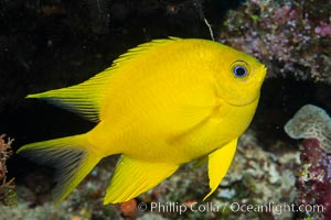 Golden Damselfish, Fiji, Amblyglyphidodon aureus, Namena Marine Reserve, Namena Island