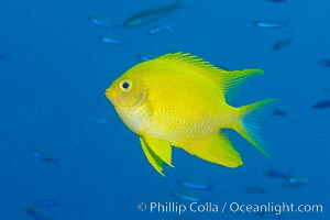 Golden Damselfish, Fiji, Amblyglyphidodon aureus, Namena Marine Reserve, Namena Island