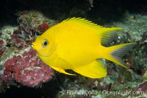 Golden Damselfish, Fiji, Amblyglyphidodon aureus, Namena Marine Reserve, Namena Island