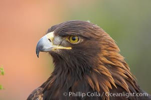 Golden eagle, Aquila chrysaetos