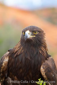 Golden eagle, Aquila chrysaetos