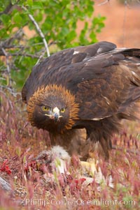 Golden eagle consumes a rabbit, Aquila chrysaetos