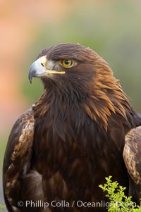 Golden eagle., Aquila chrysaetos, natural history stock photograph, photo id 12215
