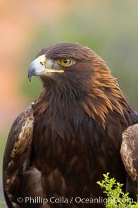 Golden eagle, Aquila chrysaetos