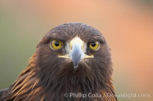 Golden eagle, Aquila chrysaetos