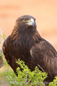 Golden eagle, Aquila chrysaetos