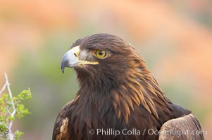 Golden eagle, Aquila chrysaetos